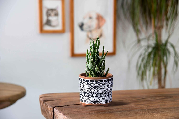 Set of 2 Terracotta Planter Pots, 4 Inch & 6 Inch, Design Plants Pot with Drainage Hole, Midnight Lace, Terracotta/Black, 31-953-F-2